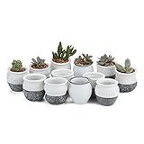 T4U 6CM 陶器ミ二植木鉢 韓国風の雪花シリーズ 多肉植物 サボテン鉢 フラワーポット プランター容器 フルセット 12個入り