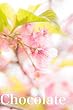 Chocolate vol.13