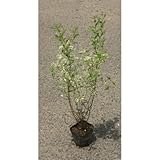 シルバープリペット苗 3.5号ポット