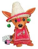 Chantilly Lane Panchoのチワワ犬