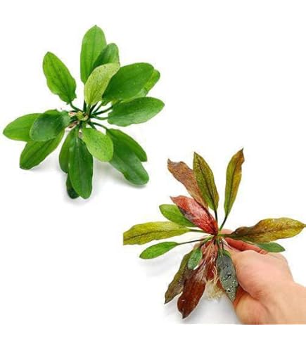 エキノドルスホレマニーグリーンクラシックブロード② エキノドルスホレマニーグリーンクラシックブロード② Amazon.co