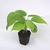 壁掛け観葉植物ミドリエ用交換苗「オキシカルジューム」 ～サントリー・トヨタの新提案～ 絵を飾るようにみどりを飾る