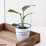 charm(チャーム) (観葉植物) ハイドロ苗9φ・Lサイズ ストレリチア オーガスタ(1ポット)