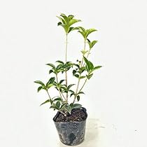 41Vxjmn4BWL._AC_UL210_SR210,