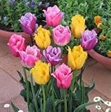 チューリップ　フリンジ咲　１６球入