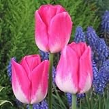 チューリップ　お徳用　プレルジューム　１０球入