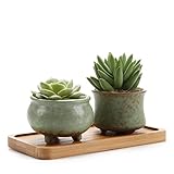 T4U スプリングシリーズ NO.2 ＆ NO.3 多肉植物、サボテン鉢 プランター容器 竹製トレイ付き グリーン 2点入り