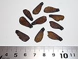 【モミジ・カエデの種】ミカワヤツブサ（三河八房） 種子10粒 Mikawa yatsubusa dwarf Japanese Maple 10 seeds ～ 米国から直輸入 ～