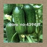 Balcony cucumber seeds 100%true cucumber seeds varieties complete green fruits and vegetables - 50 p
