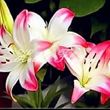 Lily bulbs true bulbs plant lily flower seeds home garden plant bonsai original professional 2 Trees