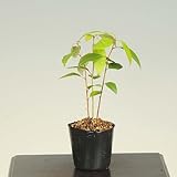 ミニ苗：クスノキ