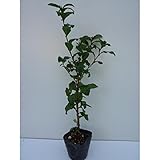 【ノーブランド品】 チャノキ 樹高0.4m前後 10.5cmポット 【20本セット】