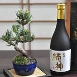 盆栽妙 ミニ五葉松 地酒セット 説明書 肥料付き ミニ盆栽 観葉植物 植物 鉢植え プレゼント bonsai 父の日