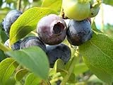 ブルーベリー 苗 ウッタード ラビットアイ系2年生苗 blueberry
