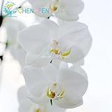 発売中 ！！！！100本胡蝶蘭の種の蝶蘭の種子レア美しい花の種の家と庭