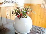たわわに実った赤い実♪チェッカーベリー / パーフェクトサークル・ホワイト / Checkerberry / Perfect Circle White / インテリア観葉植物 / 鉢植え