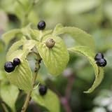 [ 夏限定 実付 ] ハナイカダ メス 3.5寸ポット苗