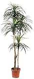 Tierra Garden 52-93030 Artificial Tillandsia Palm Tree, 5-Feet [並行輸入品]