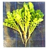 根こぶ病菌を減らす！　緑肥用大根　コブ減り大根　種子　1kg