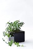 観葉植物 本物 シュガーバイン スクエアポット（シャイニーブラック） ミニ 観葉植物 インテリア グリーン 【ミニ陶器ポット・選べる樹種、ポット】