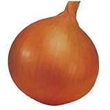 玉ねぎ苗 【予約】 【 中生 ターボ 】 約100本 10月30日～11月03日出荷分