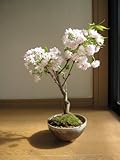 桜盆栽 八重桜