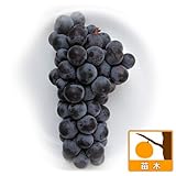 ブドウ：スチューベン挿木苗4～5号ポット ノーブランド品