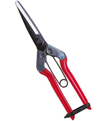 Amazon | 近正(Chikamasa) チカマサ 青果鋏 T-700 | 園芸用はさみ