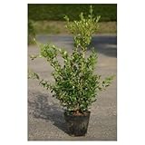 ボックスウッド 5号ポット