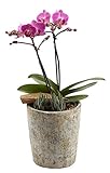 Color Orchids 9101SE Live Double Stem Phalaenopsis Orchid Garden in Ceramic, 15-20 Tall, Pink カラーオーキ