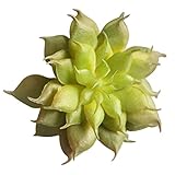 Auntwhale 人工偽プラスチック多肉植物ミニ景観盆栽材料DIY Fairy Garden Floral Deco