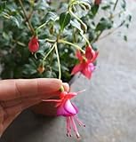 free ship Fuchsia seeds lantern flower indoor balcony bonsai seed flower seeds, 40 seeds 16