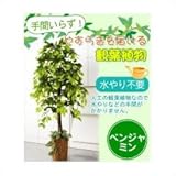 お手軽観葉植物（人工観葉植物） ベンジャミン