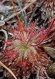 Drosera neocaledonia - Sundew - 10 seeds