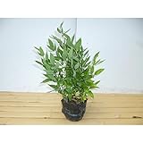 【30ポットセット】 オカメザサ 10.5cmポット おかめざさ オカメ笹 オカメササ おかめ笹 苗木 植木 苗 庭木 生け垣