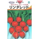 【種子】20日大根 リンダレッド 小袋