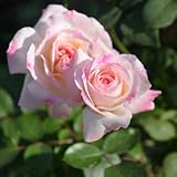 バラ苗 ニンファ 国産大苗オリジナル角鉢6号 四季咲き中輪 複色系　ロサ オリエンティス