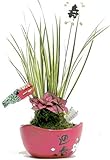 新春苔玉2.5寸セキショウ