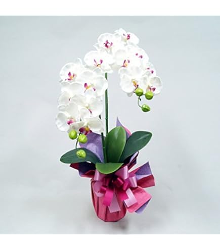 Amazon｜光の楽園 フェイクグリーン 造花 フレッシュ胡蝶蘭3本立W