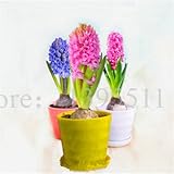 2015ヒヤシンス電球、家庭菜園の作付けのための1個の電球ヒヤシンスの花盆栽バルコニーの花の種