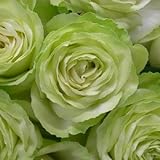 バラ苗 ワカナ（わかな）国産大苗オリジナル角鉢6号 四季咲き中輪 白系　ロサ オリエンティス