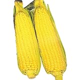 【種子】とうもろこし 黄もちとうもろこし 日本タネセンターのタネ