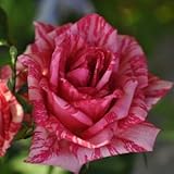 バラ苗 ピンクイントゥーション　国産大苗デルバールオリジナル角鉢6号 四季咲き大輪 複色系 フレンチローズ（デルバール）