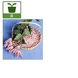 食用菊：桃（もってのほか） 2.5号ポット 6株セット[早生種] ノーブランド品