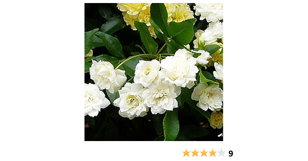 Amazon 白い木香バラ シロモッコウバラ ポット苗 花