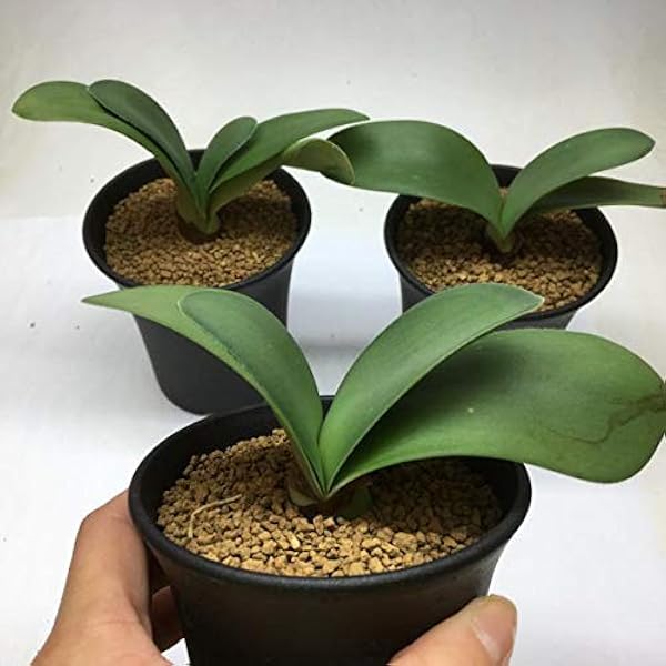 Amazon 球根植物 ハエマンサス アルビフロース マユハケオモト 観葉植物 オンライン通販