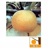 ナシ（梨）：ホウスイ（豊水）4～5号ポット[赤梨系統の代表的な品種][苗木] ノーブランド品