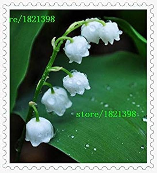 Amazon Co Jp 種子パッケージ 100個のスズランの花の種 ベル蘭の種 かわいいと植物への容易な盆栽の花の種子 Diy 工具 ガーデン