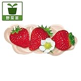 イチゴ：四季なりいちご あまごこち3号ポット 6株セット ノーブランド品