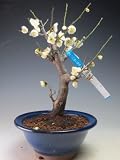 盆栽　梅　花芽付き！かおりのよい茶青梅（一重咲き、白花）　2018早春開花予定